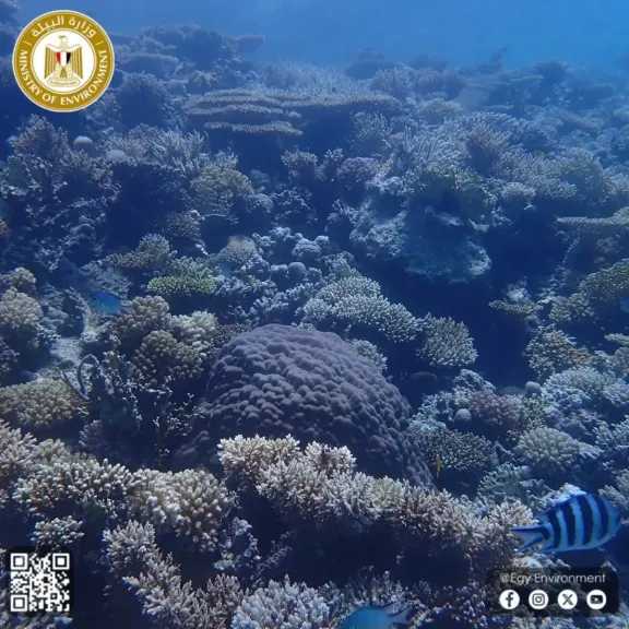 وزيرة البيئة تعلن صدور قرار رئيس مجلس الوزراء بإعلان الحيد المرجاني العظيم بالبحر الأحمر كمحمية طبيعية بحرية