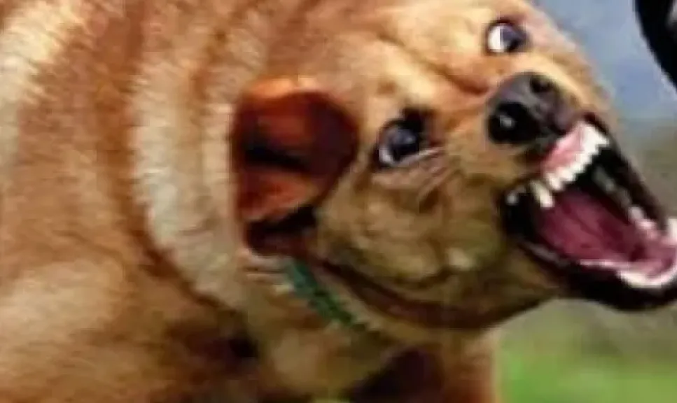 كلب ضال يعقر 12 شخصًا في مركز الصف بالجيزة والتحقيقات جارية