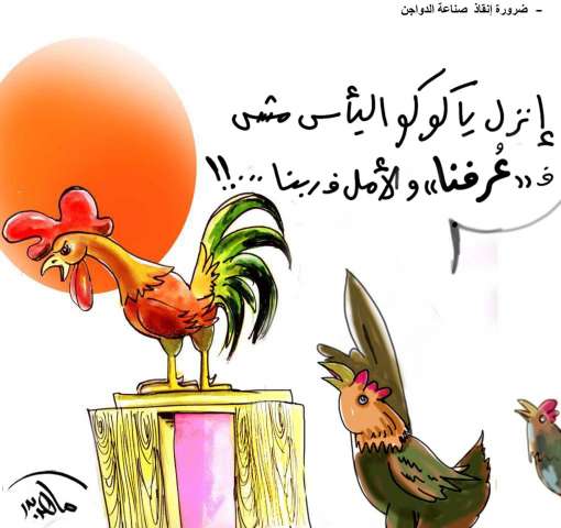 صناعة الدواجن مهدده بالانهيار