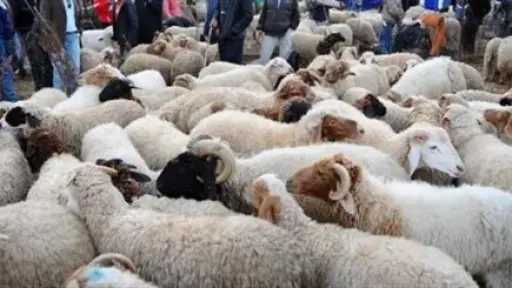 قبل عيد الأضحى 2026.. استقرار نسبي في أسعار الأضاحي مع توقعات بارتفاع تدريجي مع زيادة الطلب