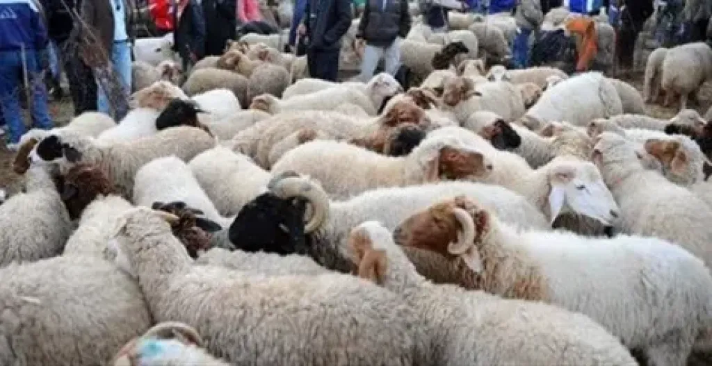 احجز أضحيتك الآن.. قائمة أسعار الأضاحي 2026 في 3 جمعيات