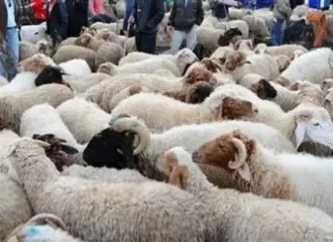 قبل عيد الأضحى 2026.. ما هي شروط اختيار الأضحية السليمة؟