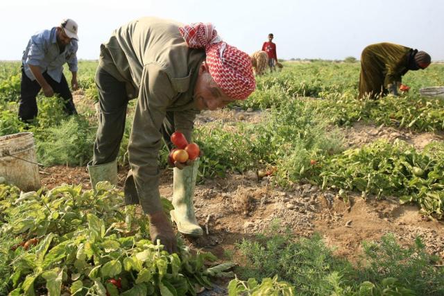 تنحصر في الأراضي وندرة في المياه..  مصر تواجه أزمة غذائية بسبب التغيرات المناخية