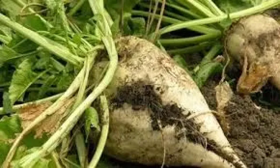 شركة الدلتا للسكر تبدأ استلام محصول بنجر السكر للموسم الجديد 14 فبراير 2026