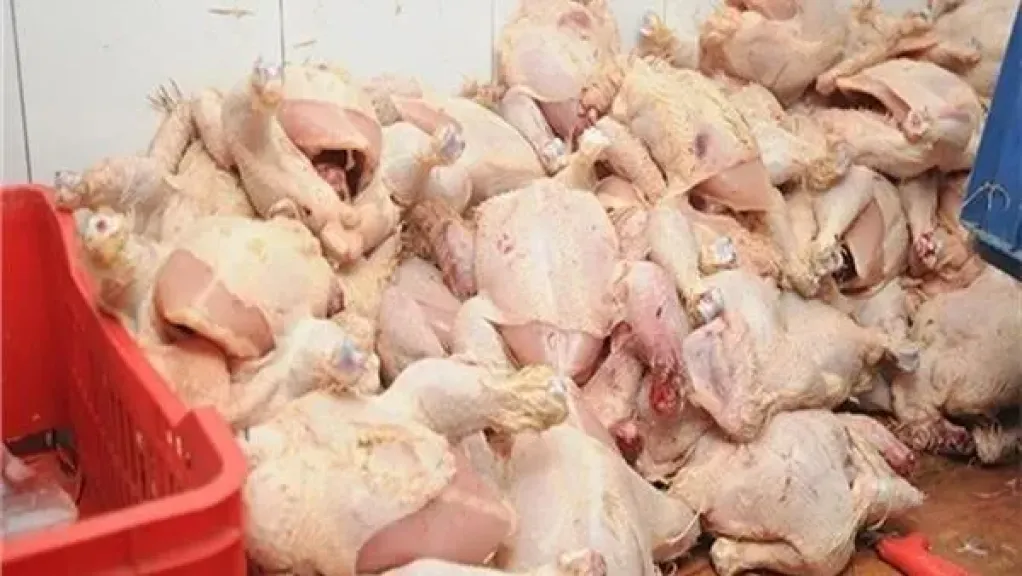 الهيئة البيطرية تضبط 80.5 كجم دواجن فاسدة بالوادي الجديد ضمن حملات رمضان