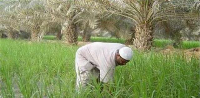 أزمة تسعير أراضى الإصلاح تزيد أعباء الفلاحين