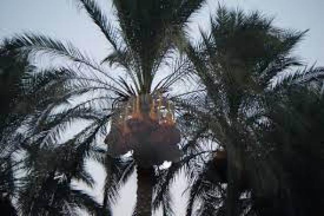 «جريد النخيل» ثروة مصر المهملة