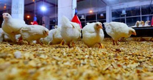 الغرف التجارية: الدولة تهتم بصناعة الدواجن لاستمرار تحقيق الاكتفاء الذاتي