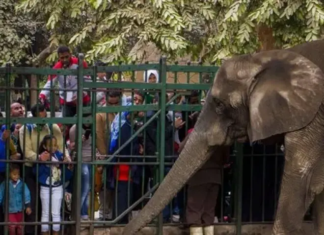 «جنينة الحيوانات» تتصدر التريند.. قصة الاسم الأصلي لحديقة الحيوان بالجيزة وموعد افتتاحها