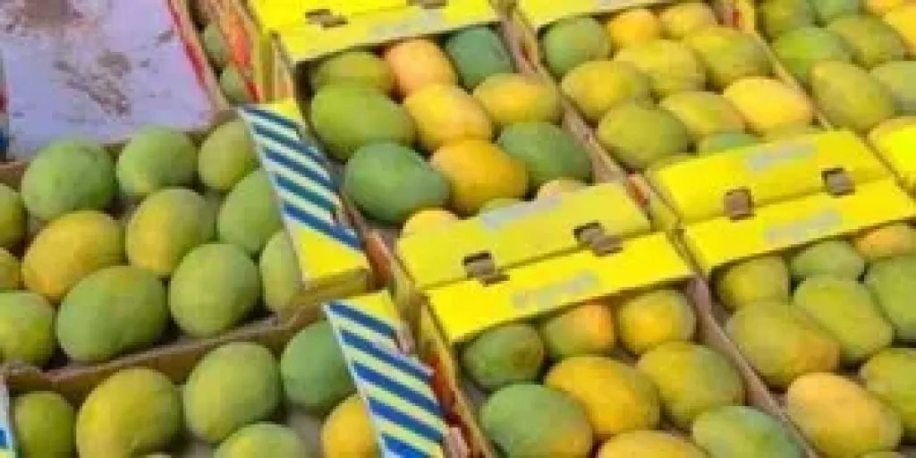 نقيب الفلاحين يكشف موعد انخفاض أسعار المانجو.. ظهور أصناف جديدة خلال أيام