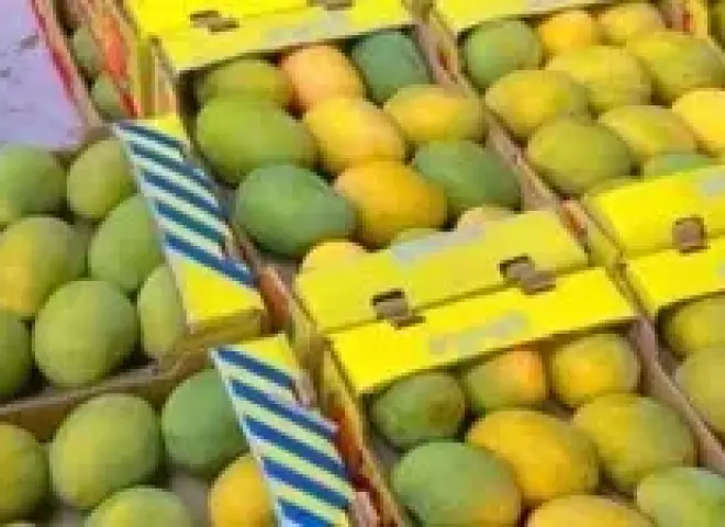 أسعار المانجو اليوم.. العويس والفص يتصدران الارتفاع وسعر الكيلو يصل إلى 155 جنيهًا