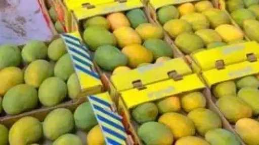 أسعار المانجو اليوم.. العويس والفص يتصدران الارتفاع وسعر الكيلو يصل إلى 155 جنيهًا