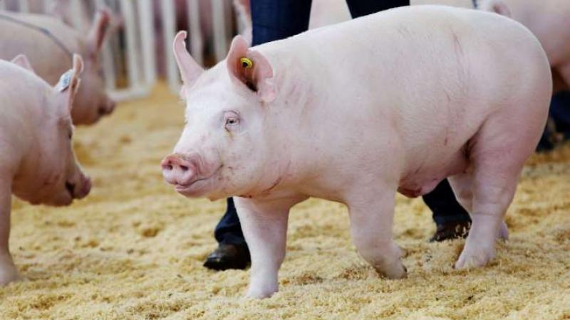 علماء صينيون ينجحون في زراعة خلايا كلية بشرية في أجنة خنازير