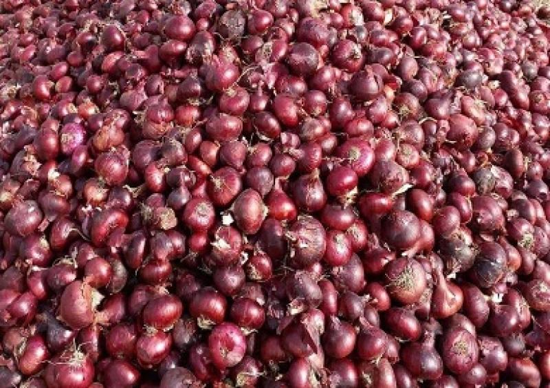 شعبة الخضراوات: أسعار البصل مبالغ فيها ولا يمكن التنبؤ بها بعد وقف التصدير