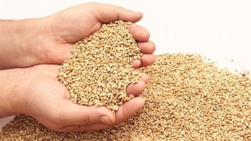 بطريقة سهلة وبسيطة.. خطوات تقدير دار الإفتاء قيمة زكاة الفطر