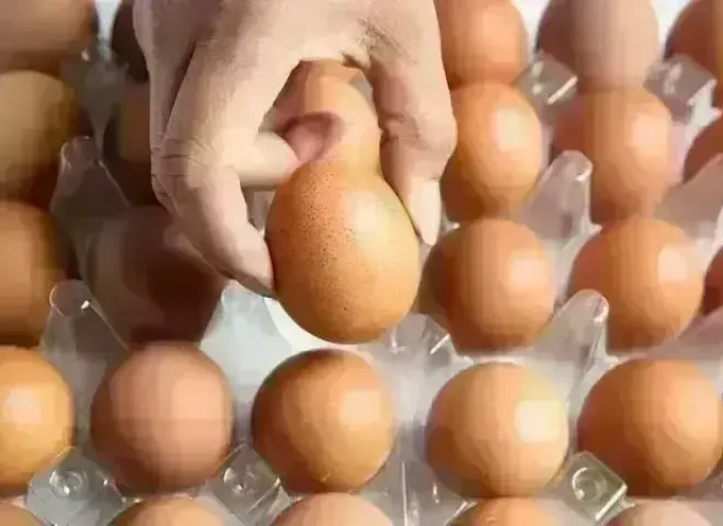 ارتفاع أسعار البيض رغم وفرة الإنتاج.. ومواطنون يتساءلون عن السبب