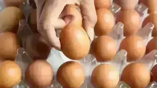 ارتفاع أسعار البيض رغم وفرة الإنتاج.. ومواطنون يتساءلون عن السبب