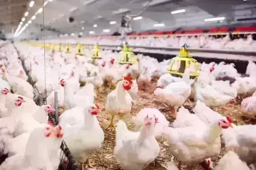 أسعار الدواجن اليوم الإثنين.. الفراخ وصلت لكام