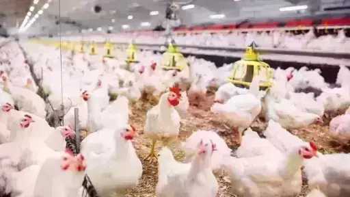 قبل رمضان.. أسعار الفراخ تشعل الأسواق اليوم والبيضاء تقترب من 100 جنيه