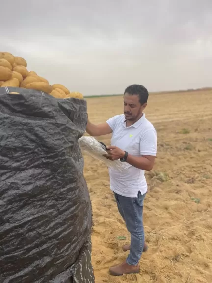 الزراعة تتابع حصاد البطاطس في المناطق الخالية من العفن البني
