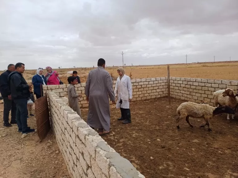 بحوث الصحراء يواصل تقديم الخدمات البيطرية لبدو مطروح