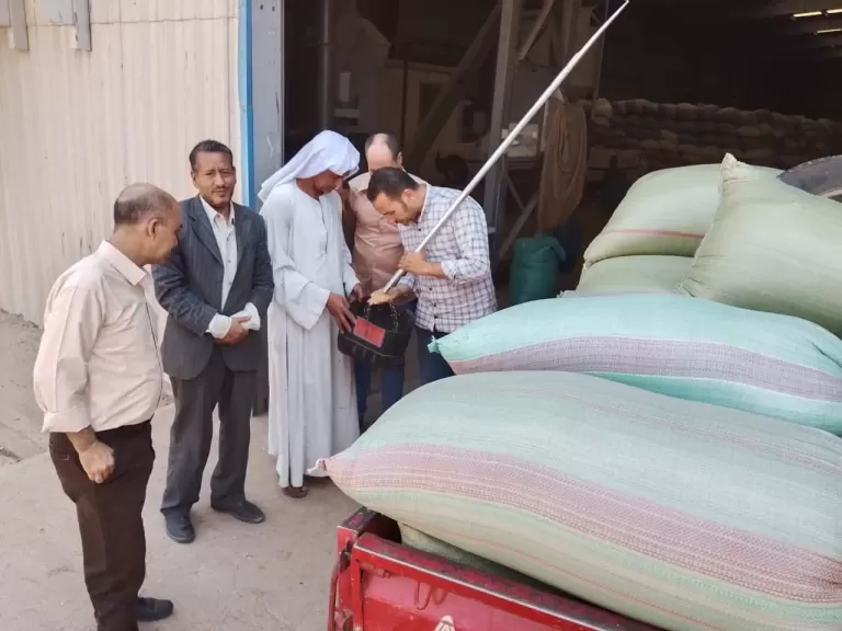 محافظ المنيا: توريد أكثر من 504 آلاف طن قمح منذ بدء موسم 2025