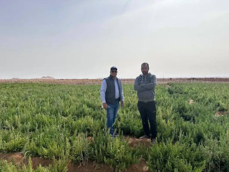 الحكومة: الدولة تتحمل 70 مليار جنيه لتوفير الأسمدة للمزارعين بأسعار مناسبة