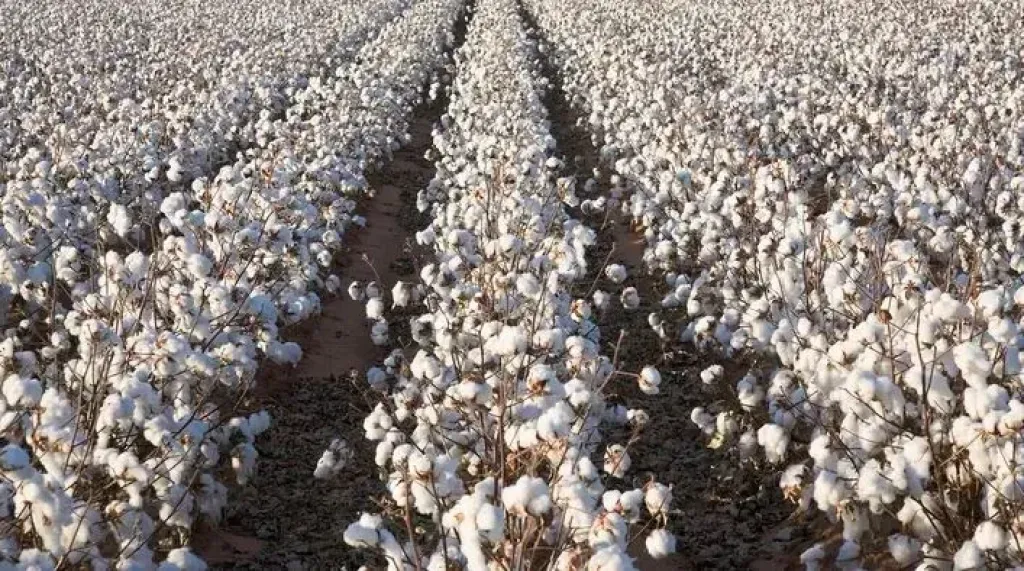 زراعة القطن في مصر 2026: خرائط صنفية جديدة لضمان جودة الإنتاج