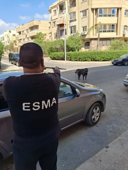 جهاز مدينة الشيخ زايد يطلق حملة كبرى لتطعيم الكلاب الضالة ضد السعار