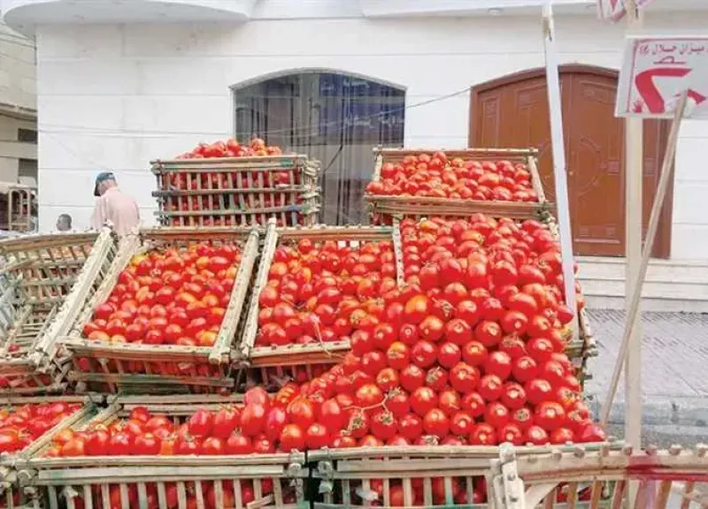أسعار الطماطم تتراجع في الأسواق المصرية مع قرب دخول العروات الجديدة