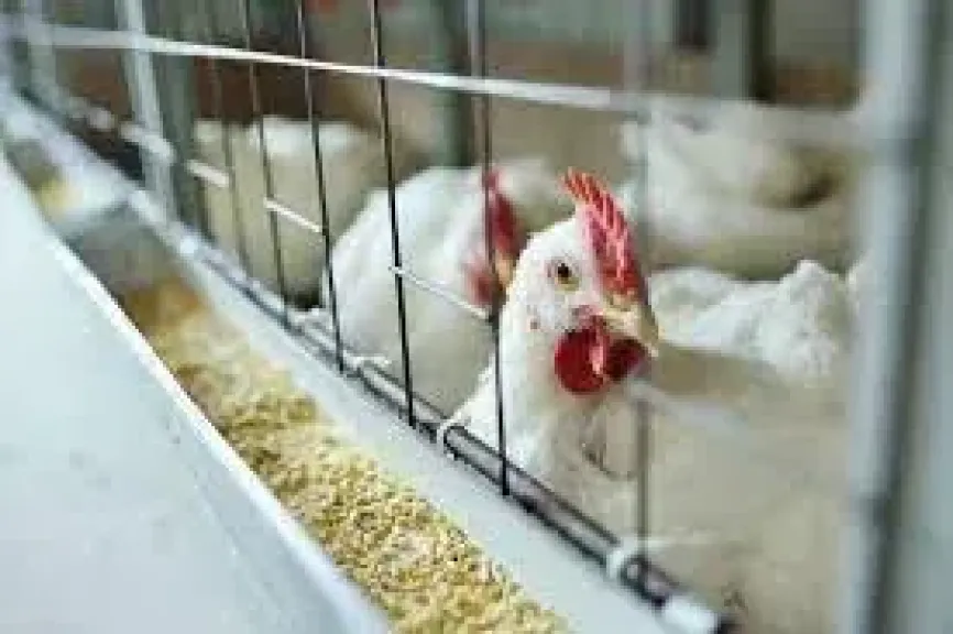 شعبة الدواجن تطالب بغلق محلات بيع الدواجن الحية واستبدالها بالمبردة والحكومة ترد علي المقترح