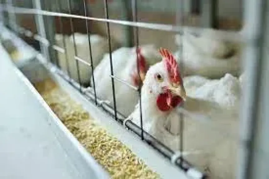 اسعار الدواجن اليوم الأحد 12 اكتوبر بالأسواق بعد ارتفاعها الايام الماضية وهذا سعر الكيلو من المزرعة