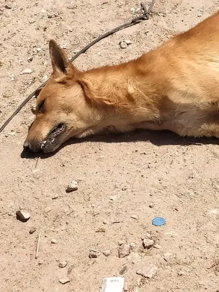 إحالة المتهمين بتسميم كلاب هضبة الأهرام للمحاكمة الجنائية