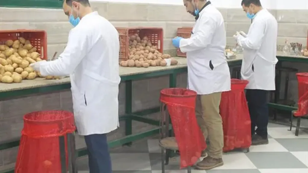 «الزراعة» تنتهي من فحص تقاوي بطاطس العروة الشتوية التصديرية
