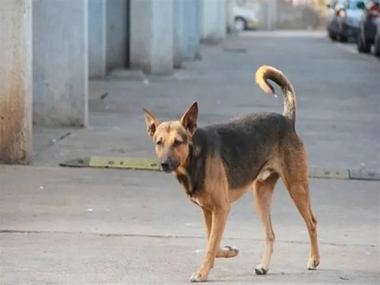 كلب ضال يعقر 4 أشخاص بسوهاج
