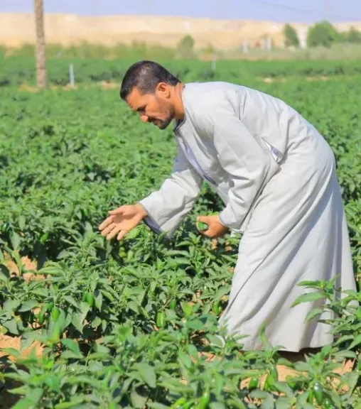 دعم غير مسبوق للمزارع المصري.. الدولة تتحمل 70 مليار جنيه سنويًا لتوفير الأسمدة