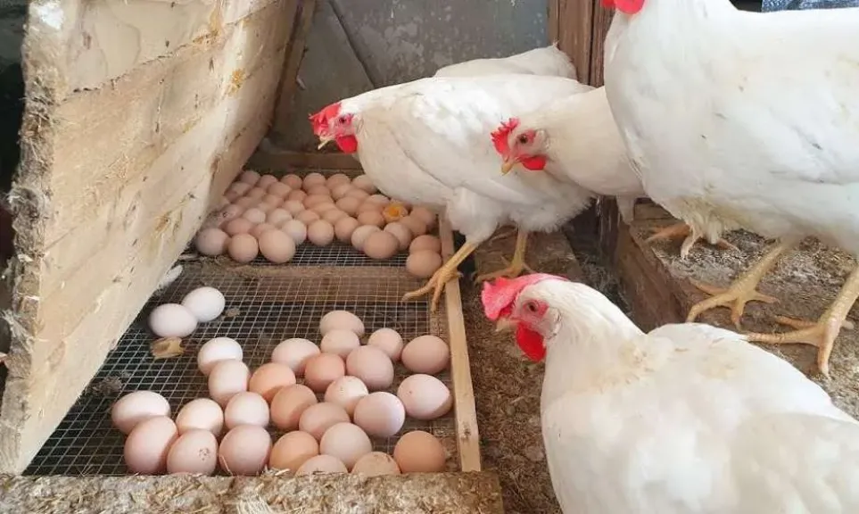 ارتفاع المعروض يُخفض أسعار الدوجن وبيض المائدة 10% منذ الخميس