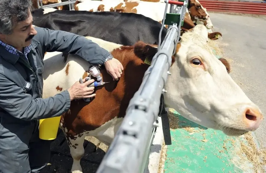 الحمى القلاعية.. تحدٍ وبائي وسباق لتأمين الثروة الحيوانية وسط قلق من تأثيرها على اللحوم والألبان