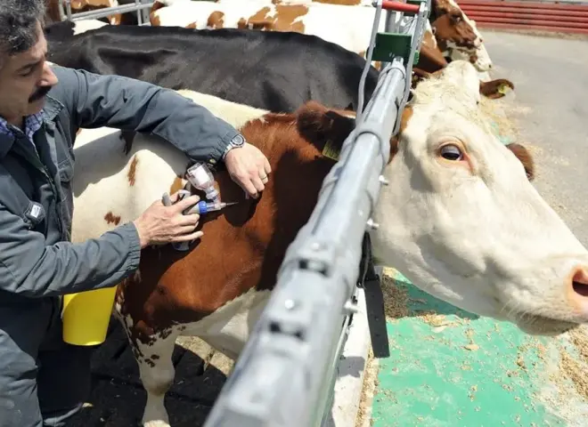 الحمى القلاعية.. تحدٍ وبائي وسباق لتأمين الثروة الحيوانية وسط قلق من تأثيرها على اللحوم والألبان