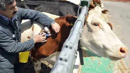 الحمى القلاعية.. تحدٍ وبائي وسباق لتأمين الثروة الحيوانية وسط قلق من تأثيرها على اللحوم والألبان