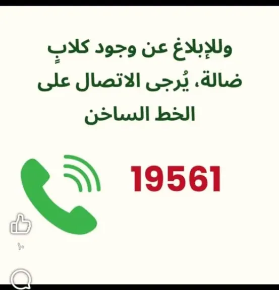 حي شرق مدينة نصر يخصص رقم للإبلاغ عن الكلاب الضالة