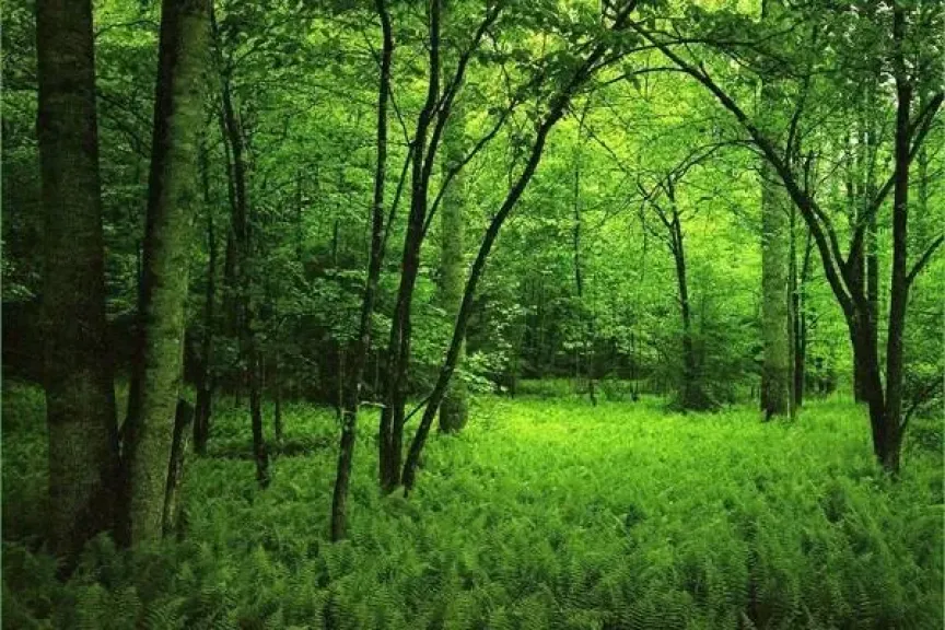 الصندوق العالمي للطبيعة: استهلاك الاتحاد الأوروبي يتسبب في اختفاء 100 شجرة كل دقيقة