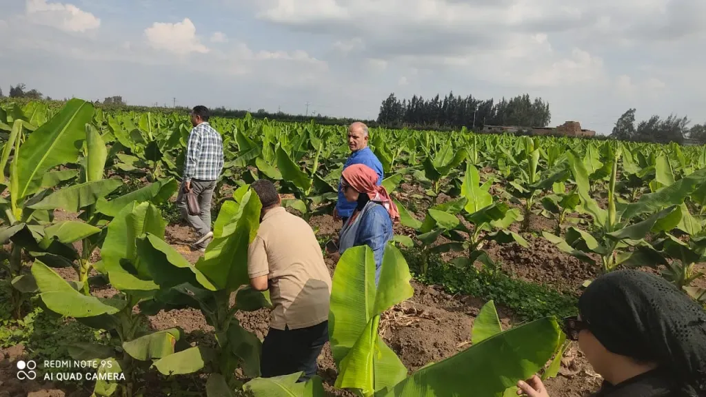 الزراعة: أكثر من مليون شتلة فراولة تم تصديرها خلال أكتوبر