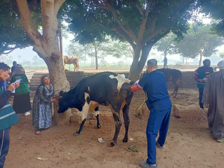 الزراعة: تقديم خدمات العلاج والفحص لنحو 3300 رأس ماشية بالمجان