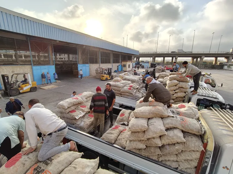 الاتحاد العام للحاصلات البستانية يبدأ تسليم تقاوي البطاطس للمزارعين ببرنامج زمني