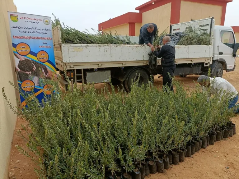 الزراعة: توزيع 850 ألف شتلة زيتون بالمجان على أهالي سيناء