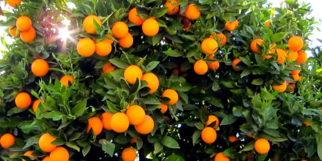 سلامة الغذاء: 180 ألف طن صادرات غذائية .. والبطاطا الحلوة والموالح تتصدران قائمة الخضر والفاكهة