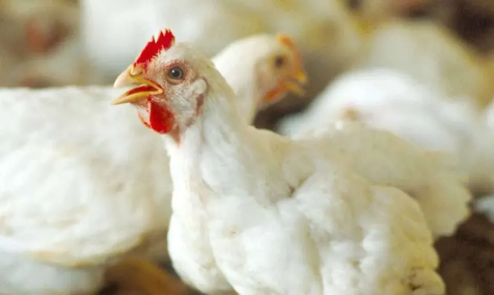 انخفاض أسعار الفراخ البيضاء إلى 59 جنيهًا وسط تراجع ببورصة الدواجن اليوم