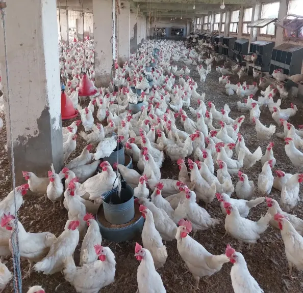 بكام أنهاردة .. أسعار الدواجن اليوم الجمعة 5 ديسمبر وهدوء نسبي يسيطر علي الأسواق