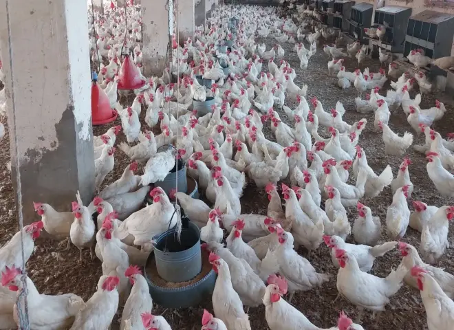 بكام أنهاردة .. أسعار الدواجن اليوم الجمعة 5 ديسمبر وهدوء نسبي يسيطر علي الأسواق